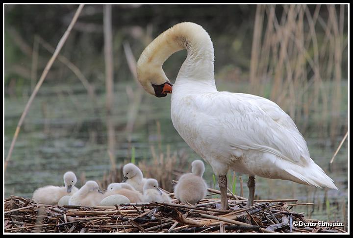Couvée de cygnes